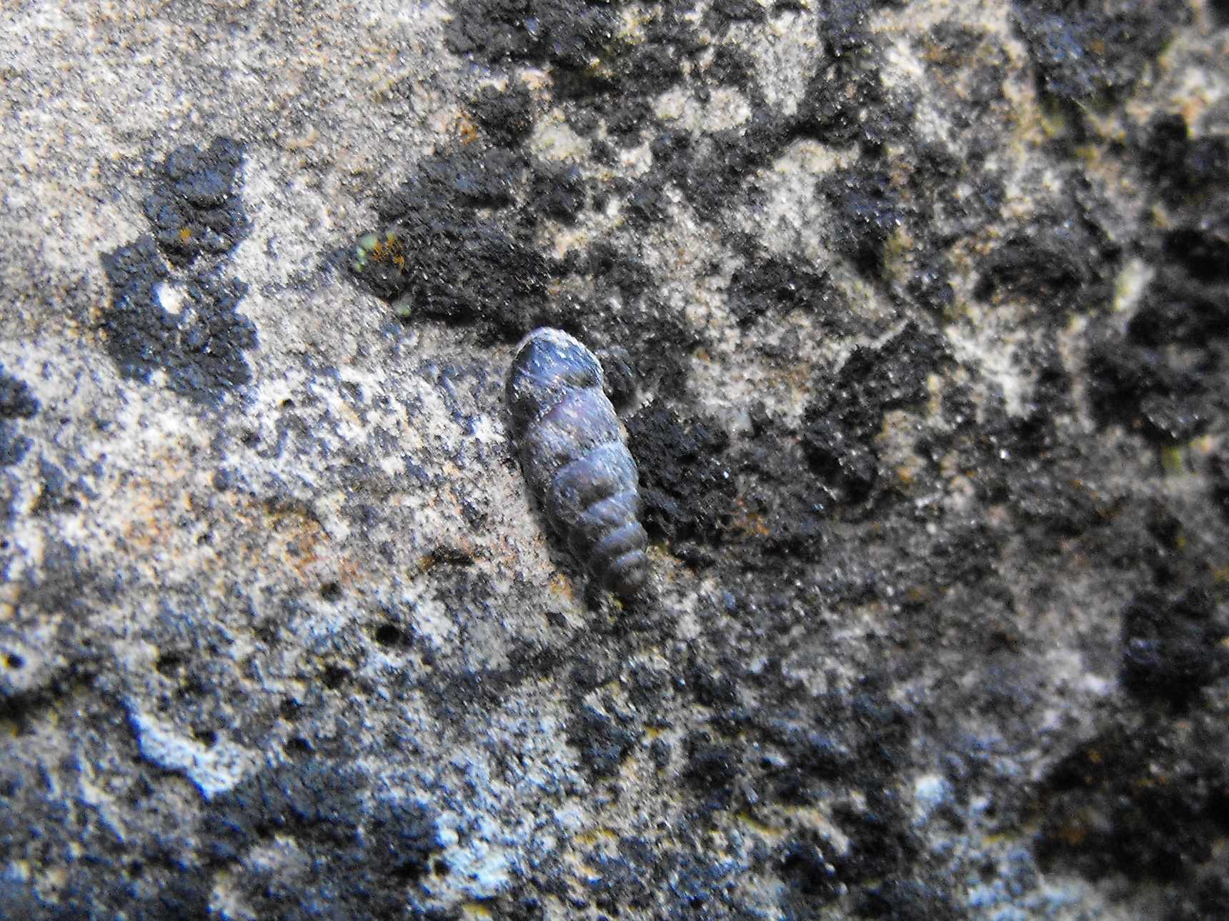 Chondrina avenacea in Valmalenco (SO)?